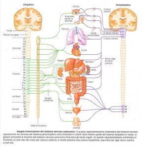 Chiropratica - Life Evolution System