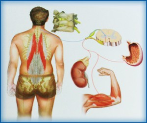 NST equilibrio del corpo