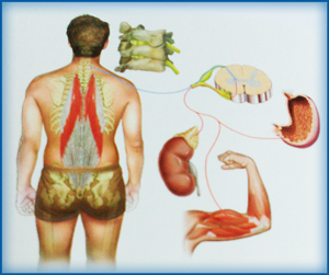 NST equilibrio del corpo